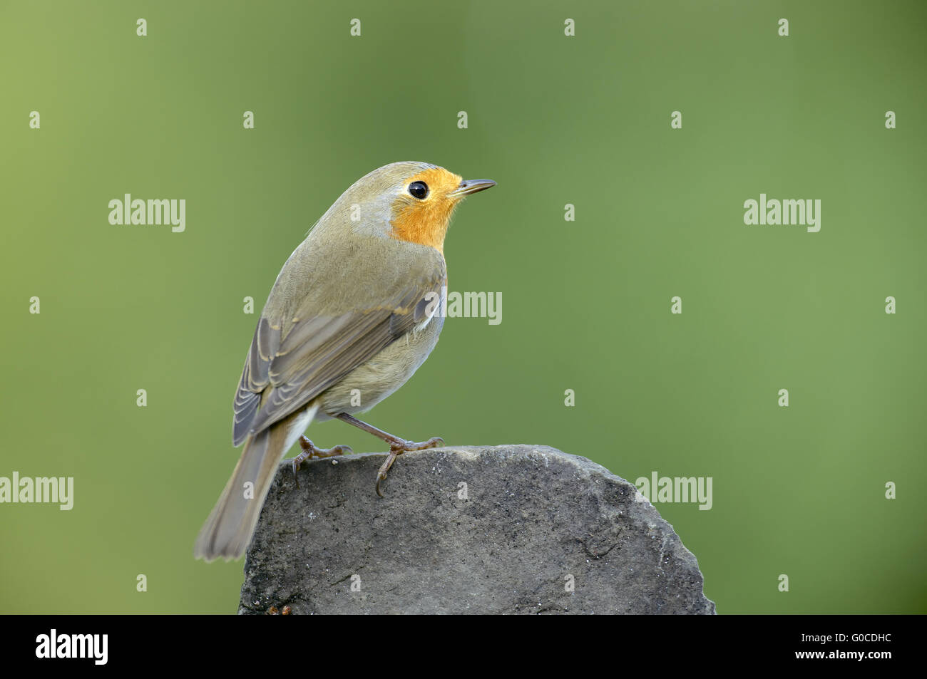 Robin Eurasisan Foto de stock