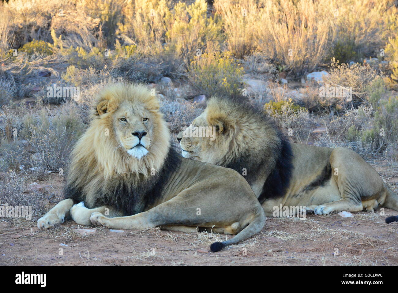 Un par de leones aguarï negro al atardecer en Sudáfrica Foto de stock