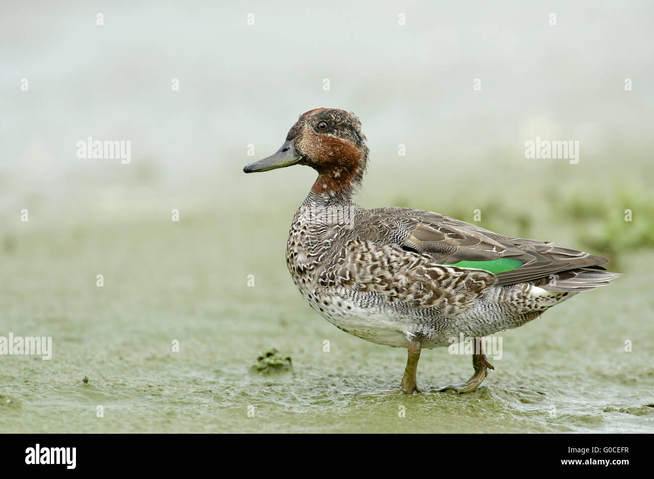 Teal eurasiático Foto de stock