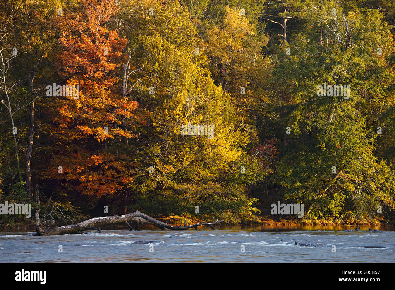 Hermosos colores de otoño de árboles en la ribera del río Foto de stock