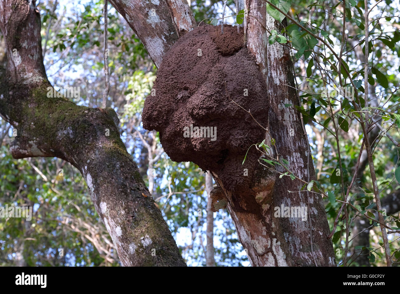 Nidos de termitas en un árbol de Ceiba en el norteño departamento de Petén en Guatemala. América Central Foto de stock