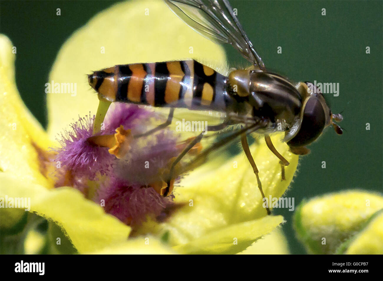 Avispa amarilla y marrón fotografías e imágenes de alta resolución - Alamy