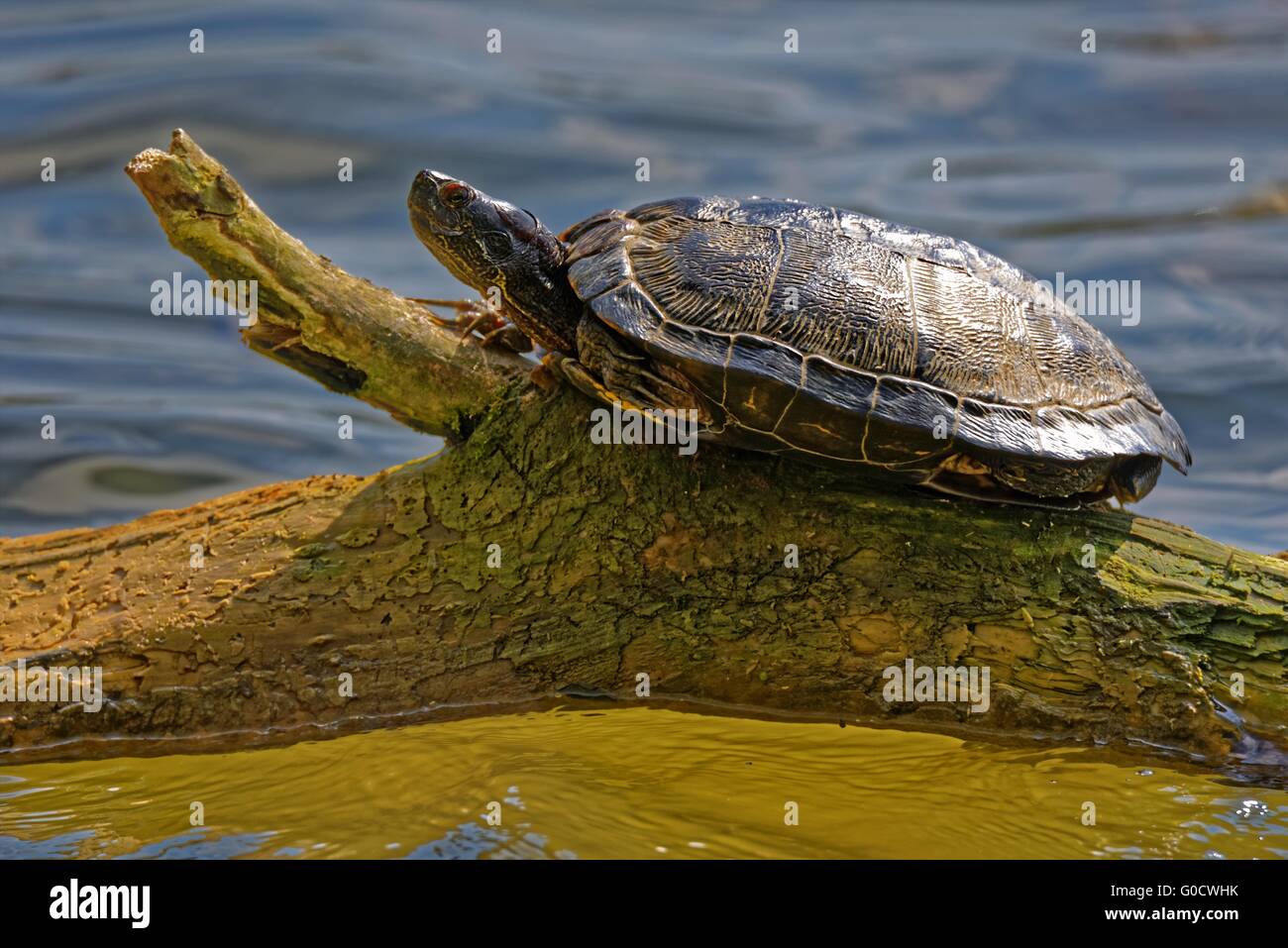 Unión estanque turtle Foto de stock