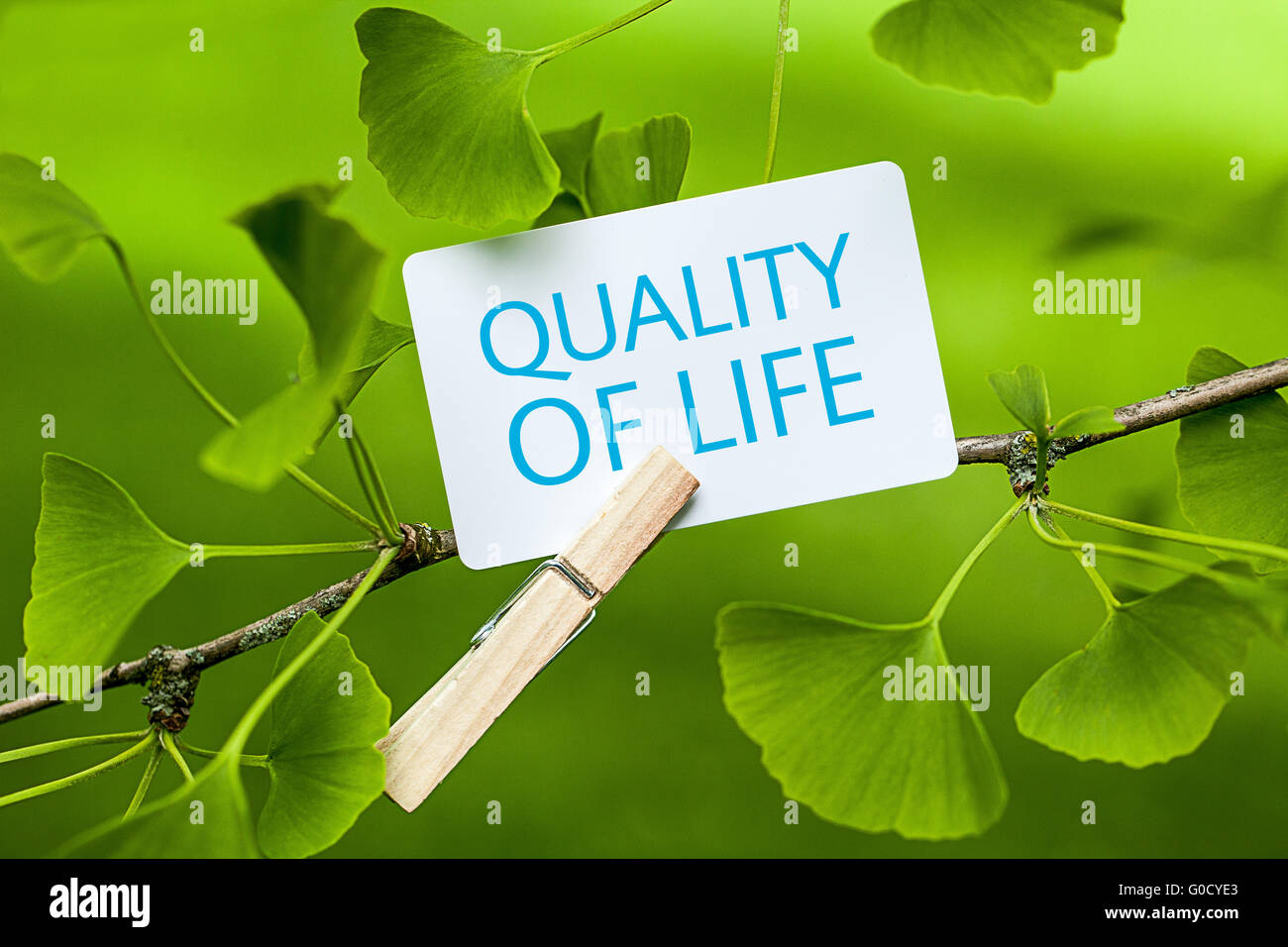 La palabra "Calidad de vida en un árbol de ginkgo Foto de stock