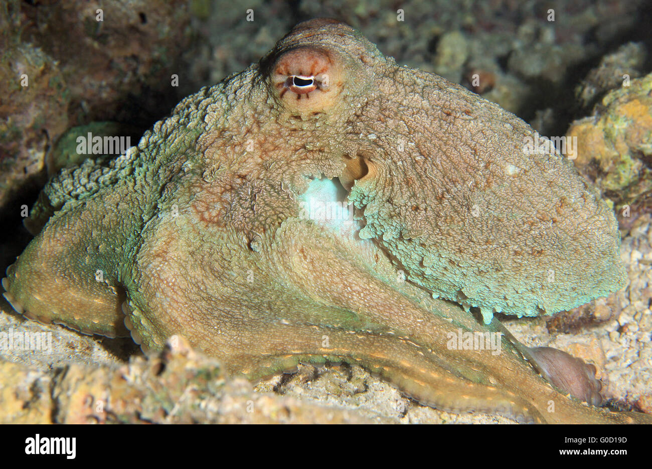 Pulpo de arrecife Foto de stock