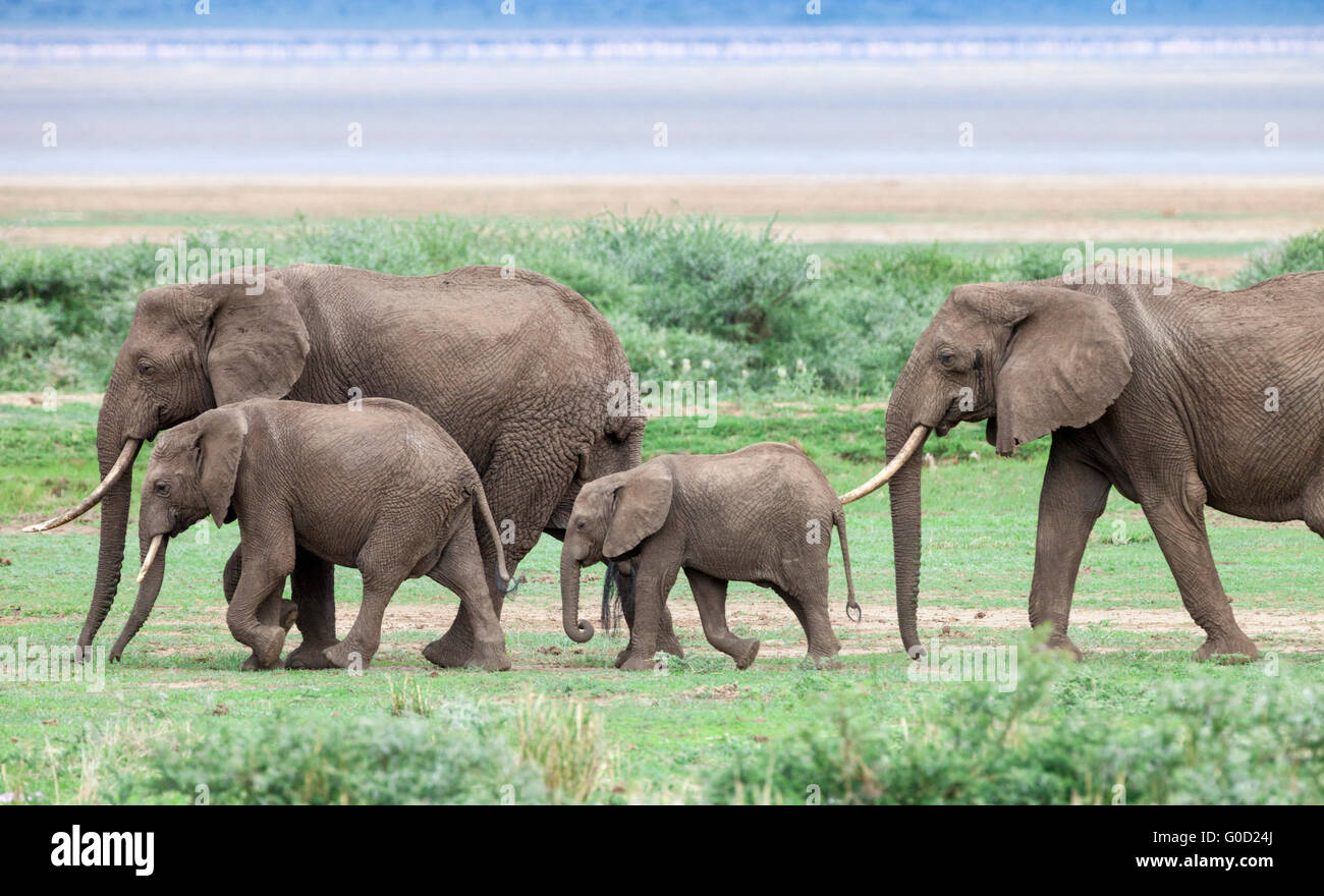 Grupo de elefantes en la sabana, el Parque Nacional Lago Manyara, Tanzania, África Oriental Foto de stock