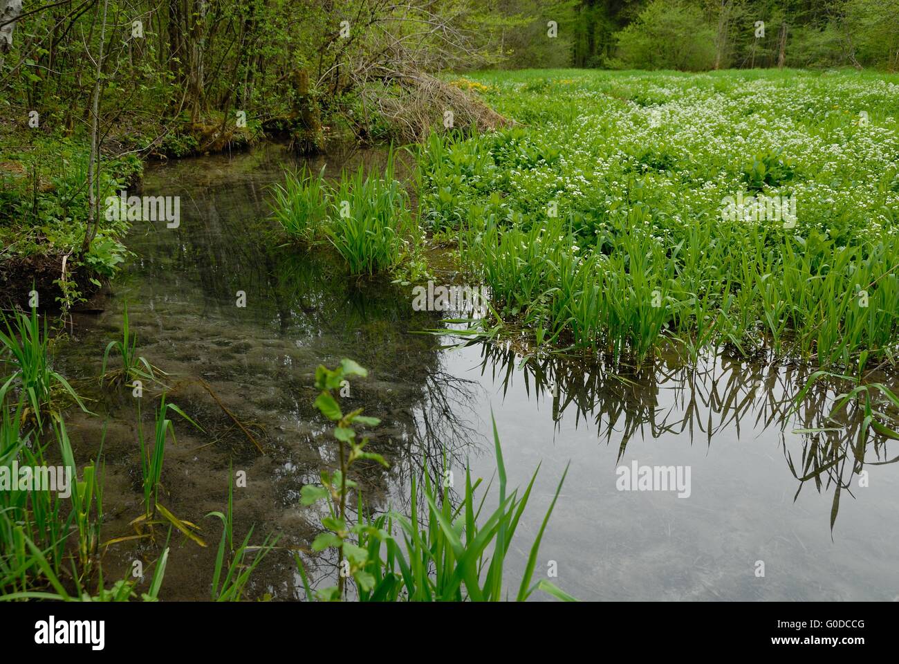 Bosque aluvial Foto de stock
