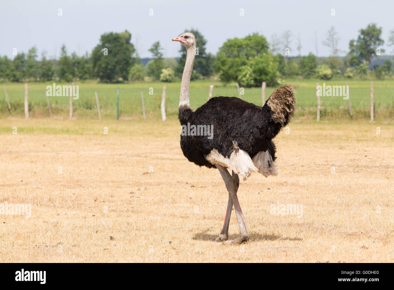 Avestruz en la pradera Foto de stock