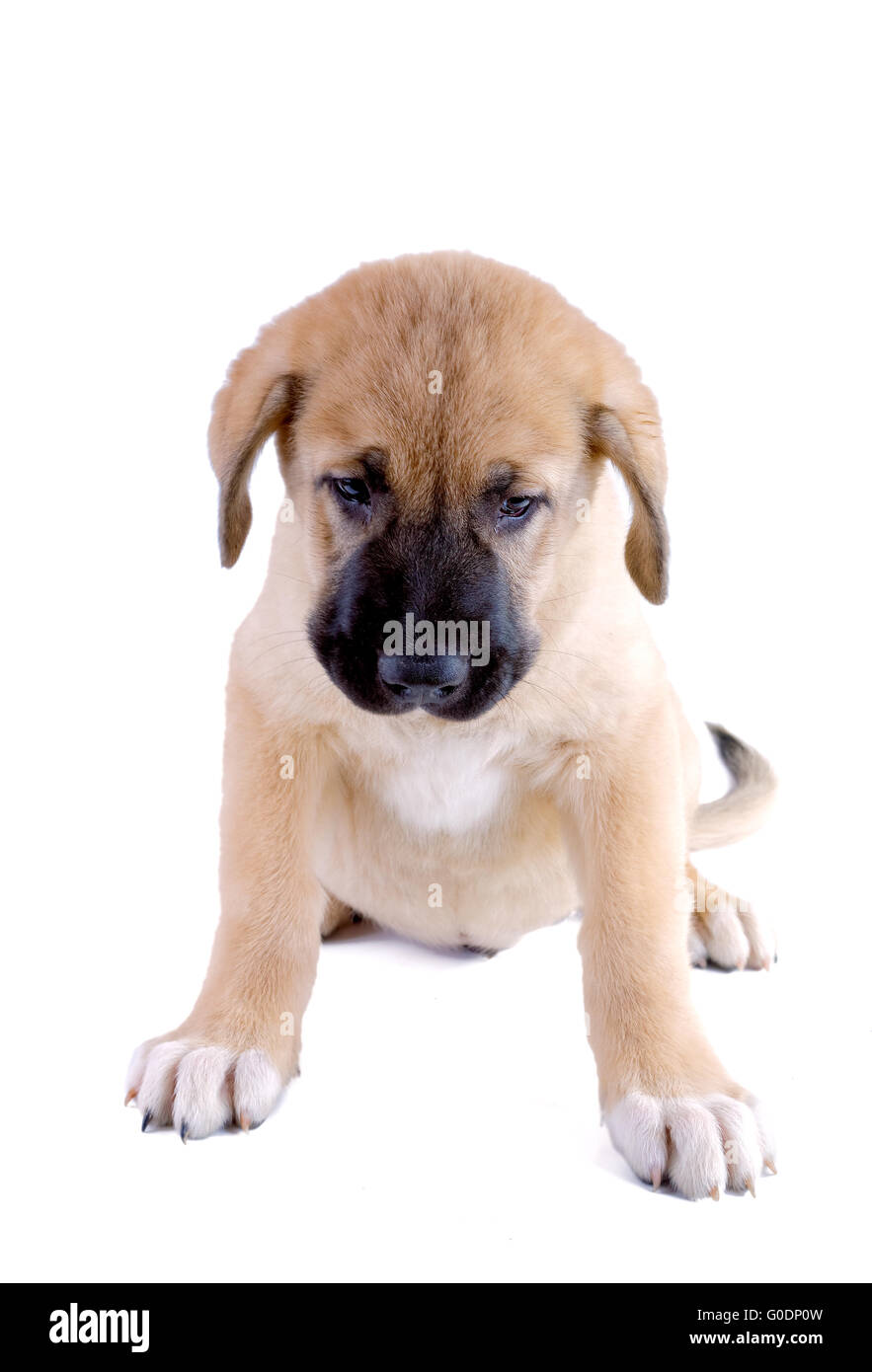 Cachorro de mastín Español aislado sobre un fondo blanco Fotografía de  stock - Alamy