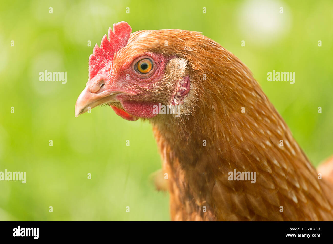 Cabeza de pollo Foto de stock