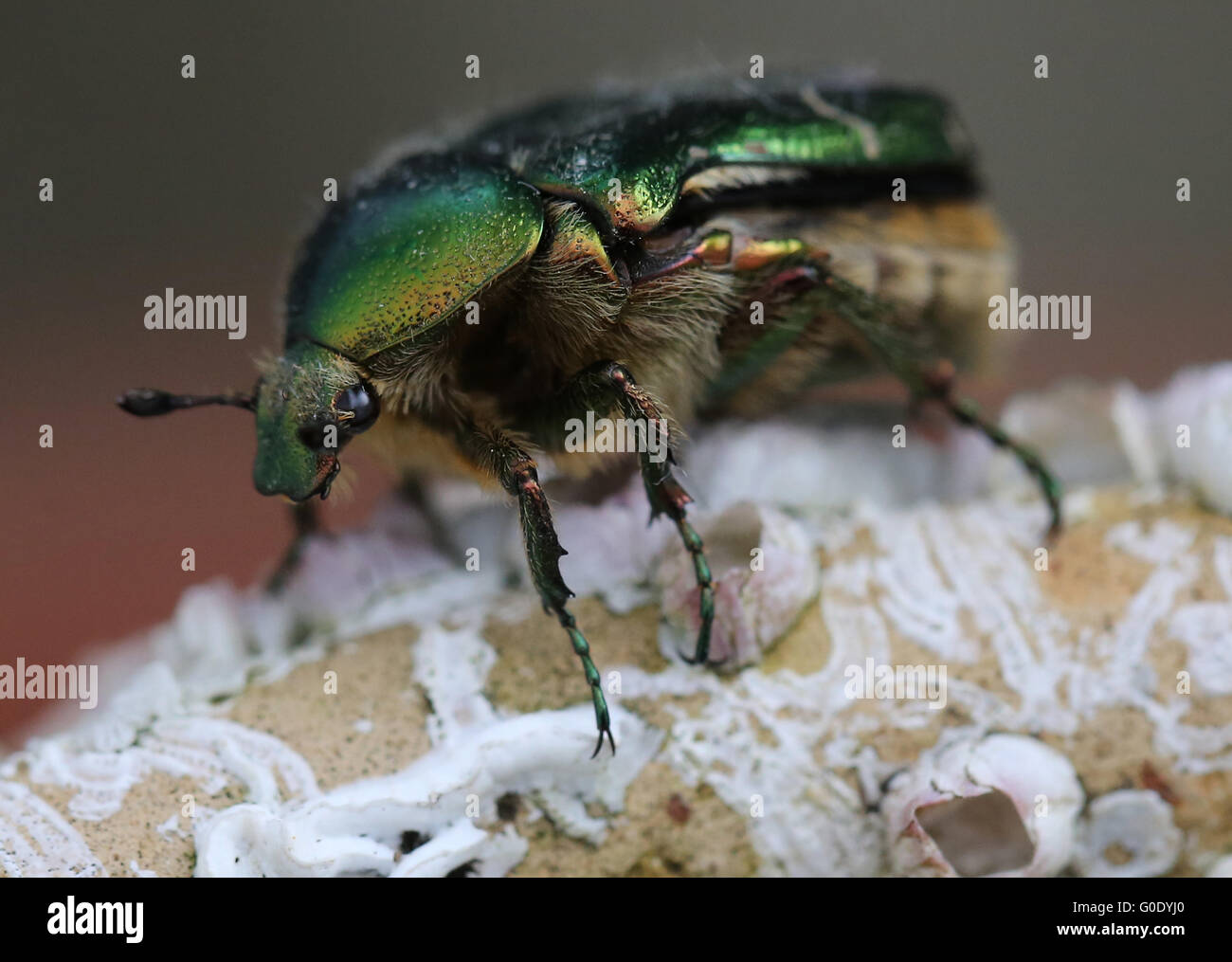 Escarabajo pelotero Foto de stock