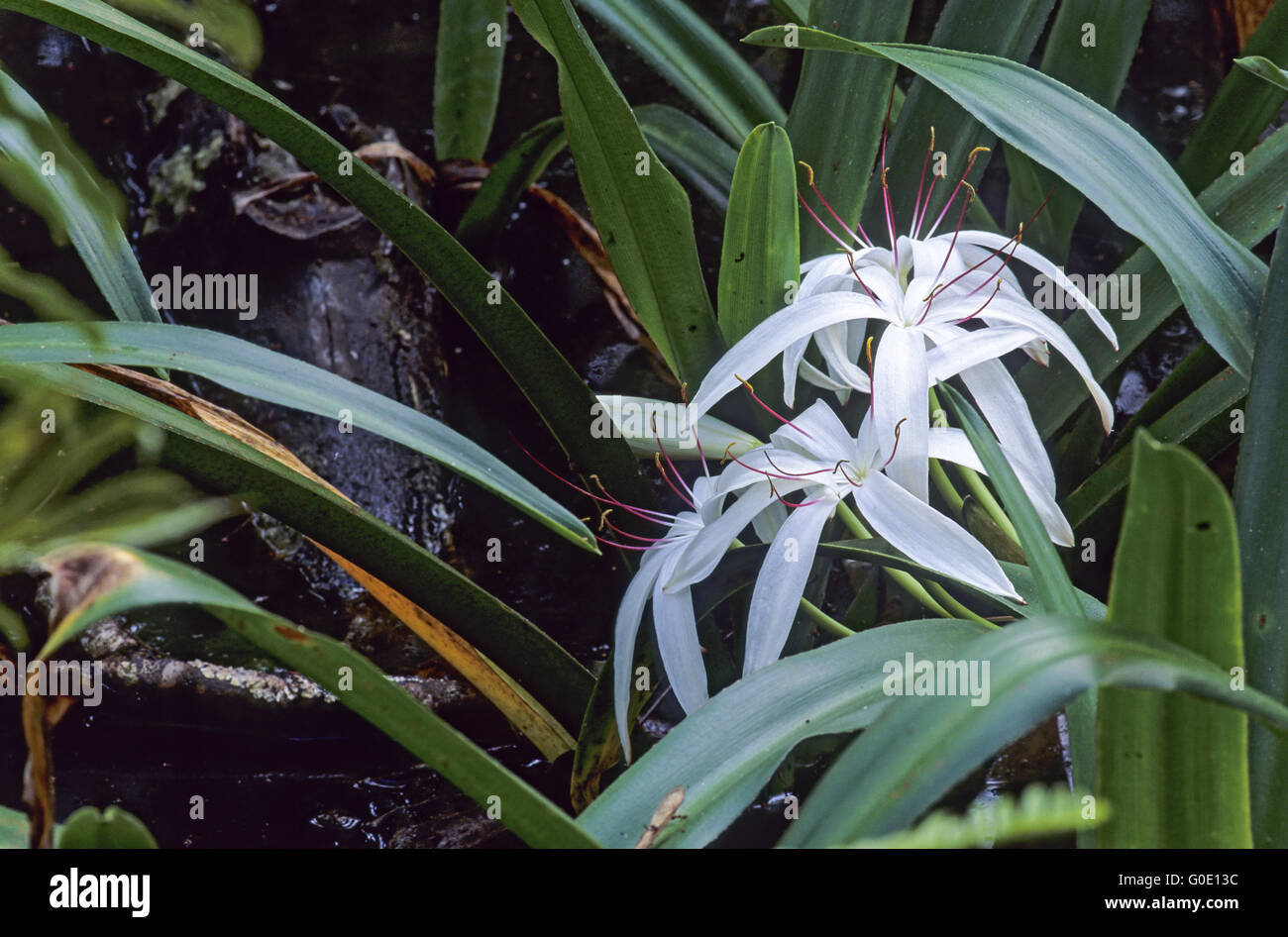 Florida Lily-pantano crece en pequeños grupos Foto de stock