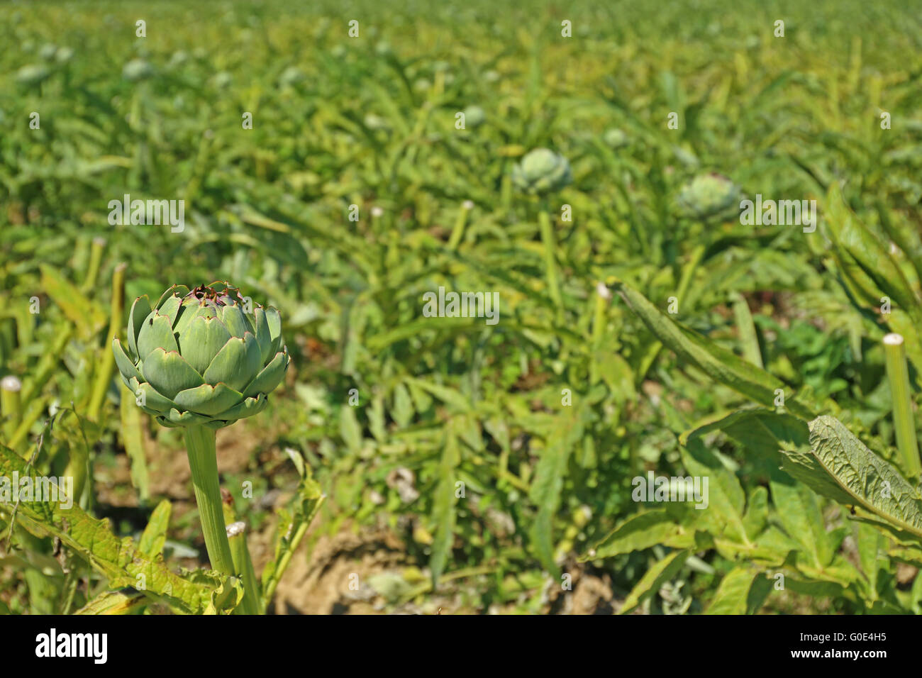 Campo con alcachofas (Cynara cardunculus) Foto de stock