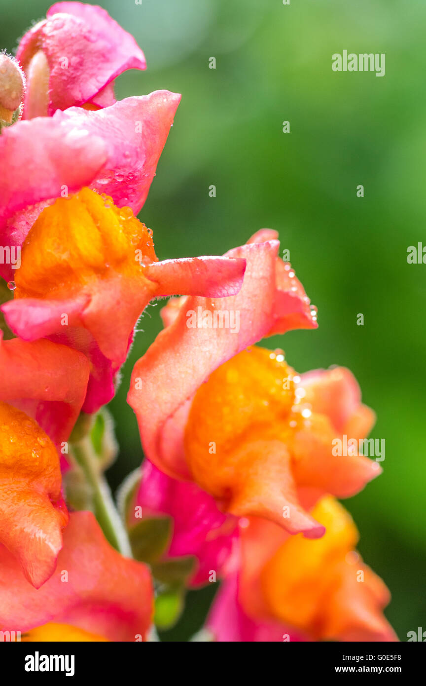 Hermosas flores de verano Foto de stock