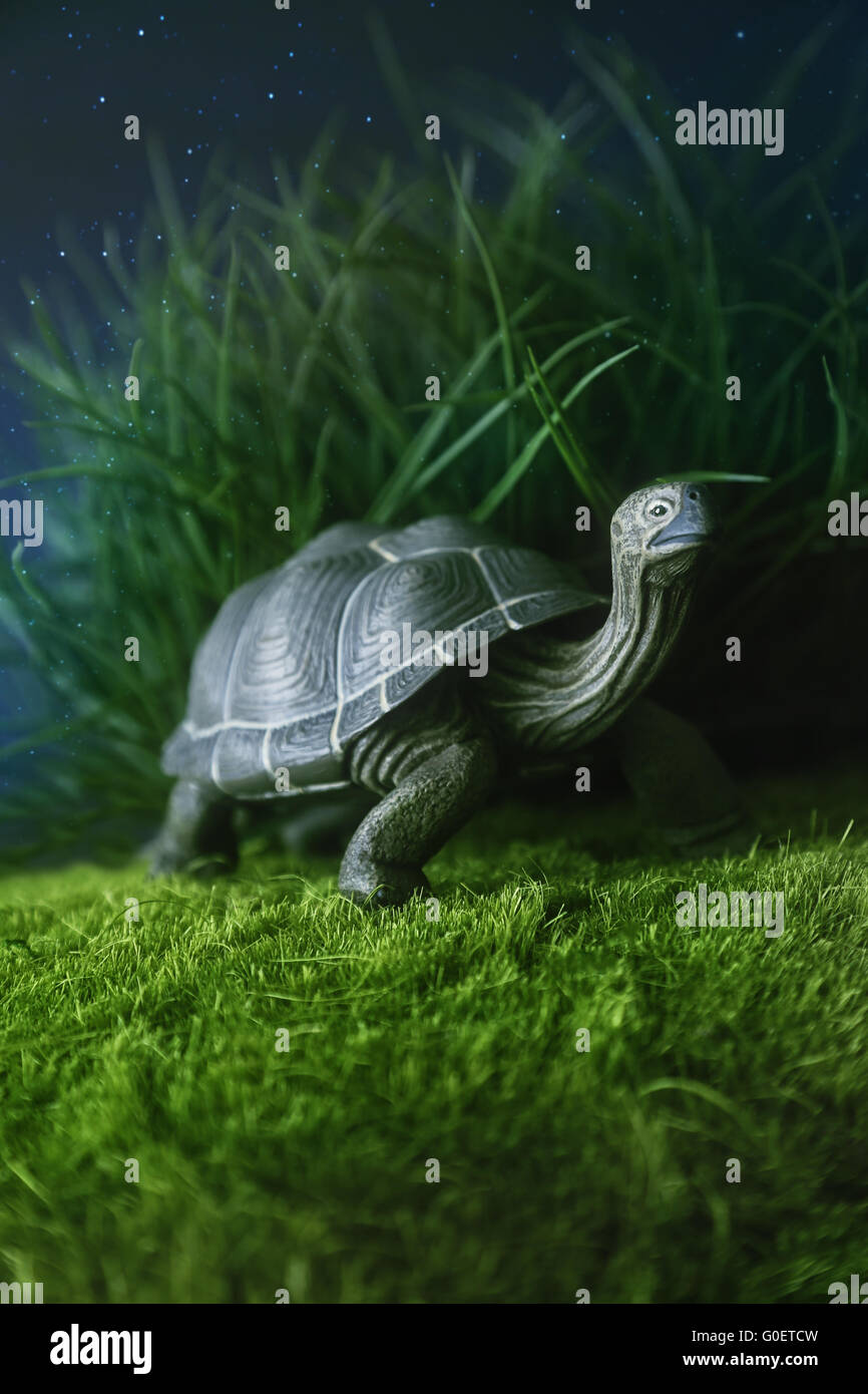 Tortuga juguete caminar sobre la hierba en la noche Fotografía de stock -  Alamy