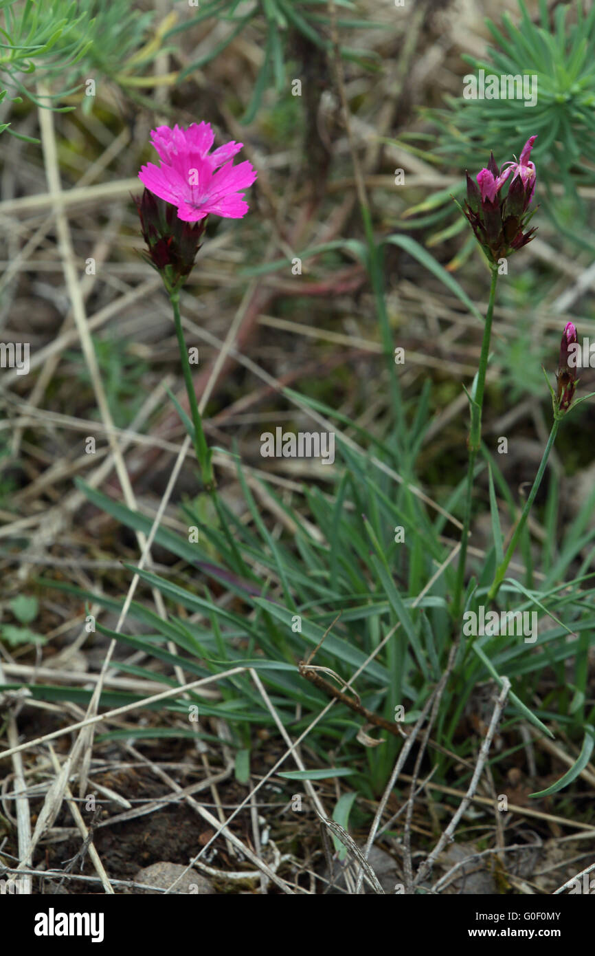 Rosa, Dianthus carthusianorum cartujo Foto de stock