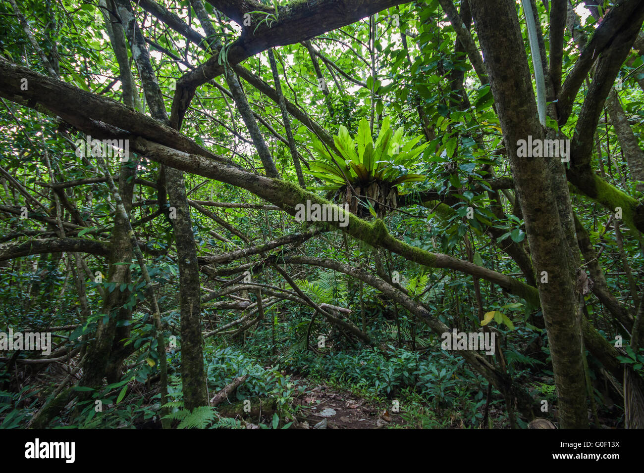 Selva en Rarotonga Islas del Pacífico Sur Foto de stock