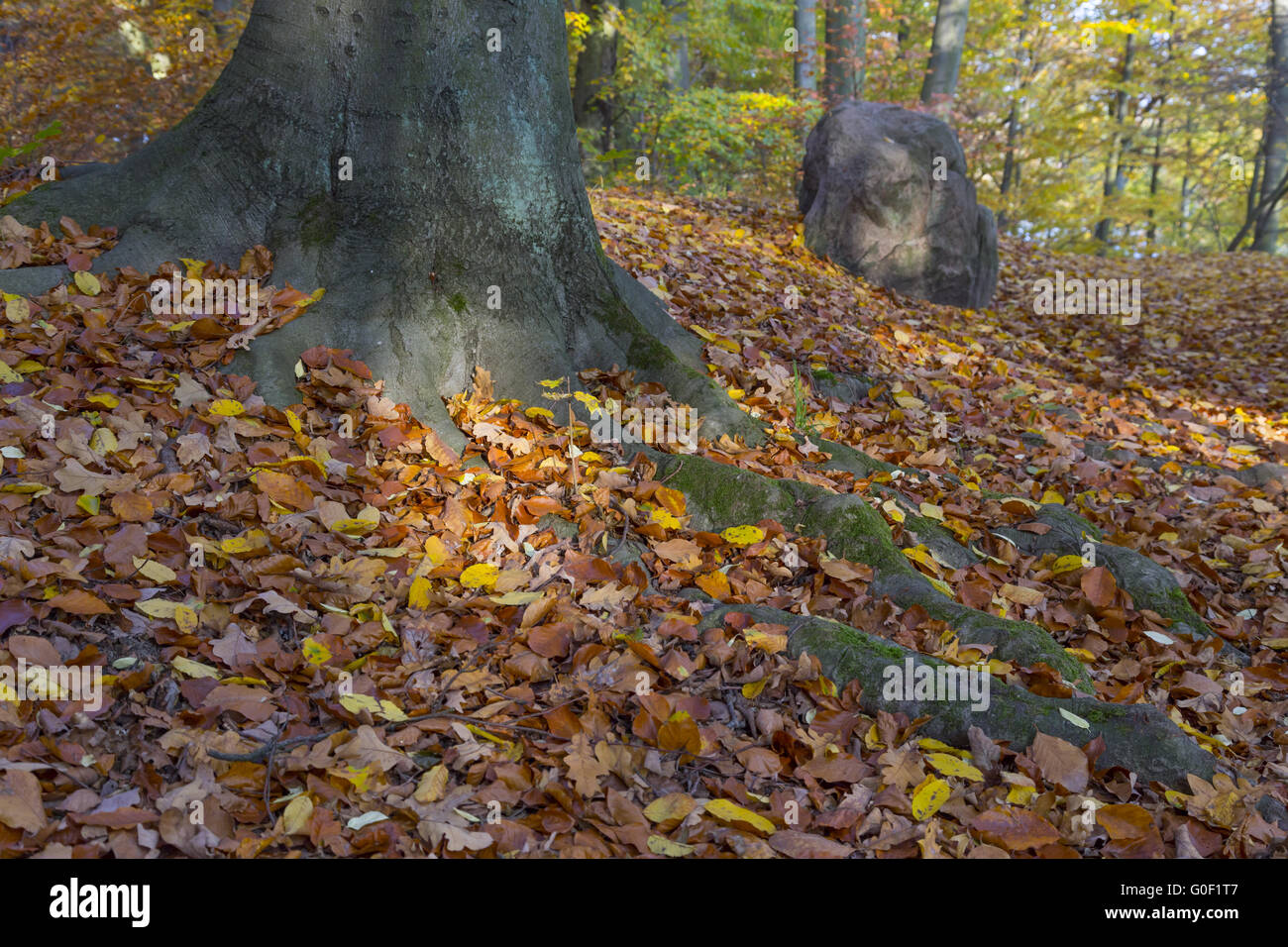 Foco de luz y las raíces del árbol Foto de stock