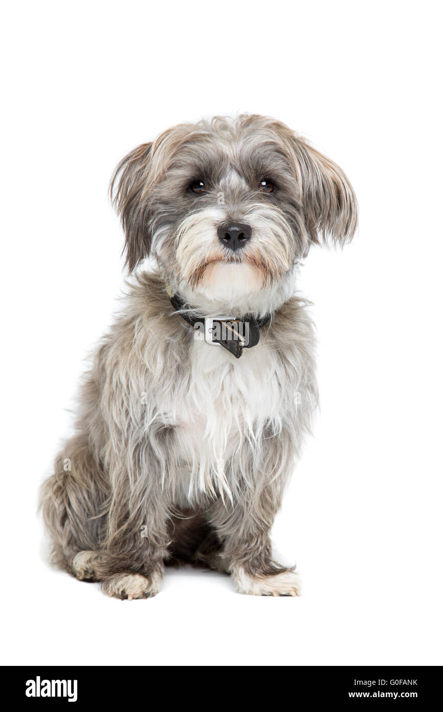 Gris y blanco de Perro de raza mixta Fotografía de stock - Alamy