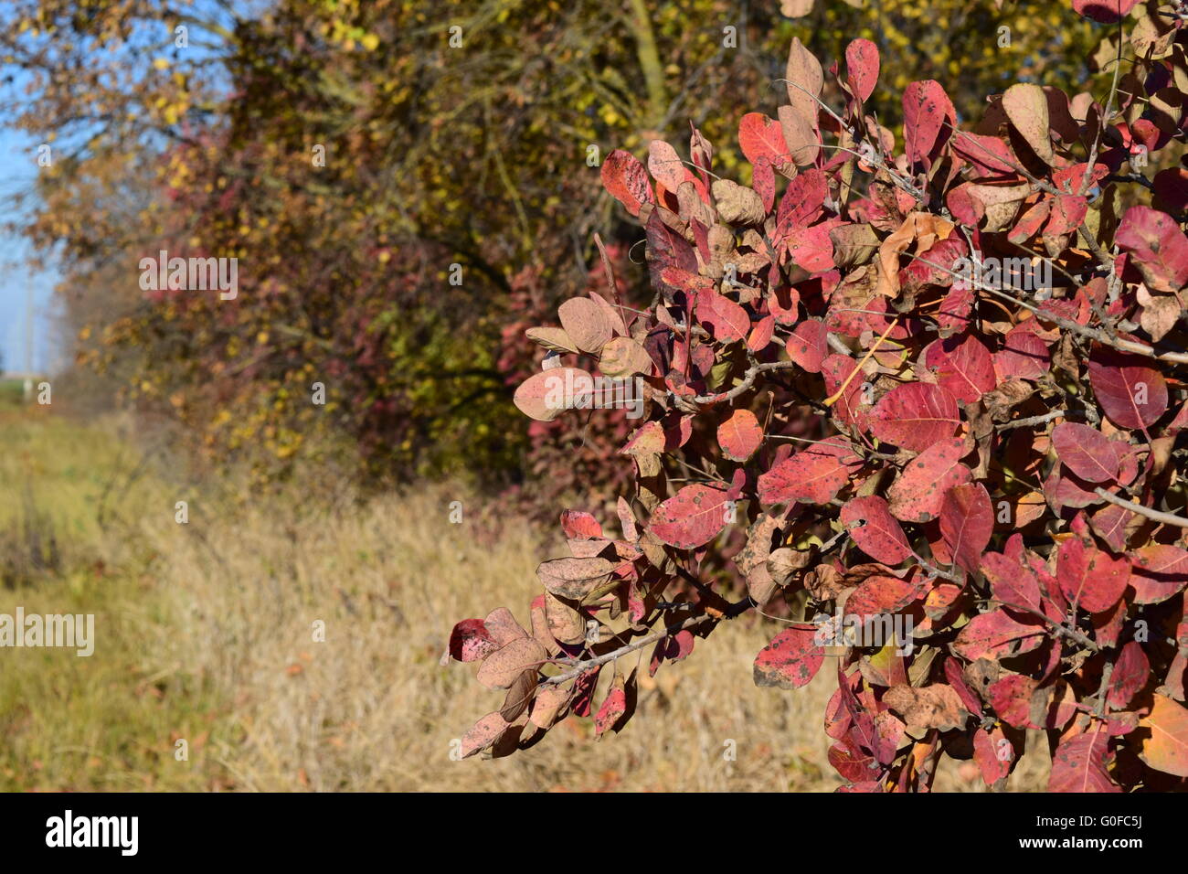 Colores del Otoño hojas de cotinus coggygria crece en un cinturón de bosques. Foto de stock
