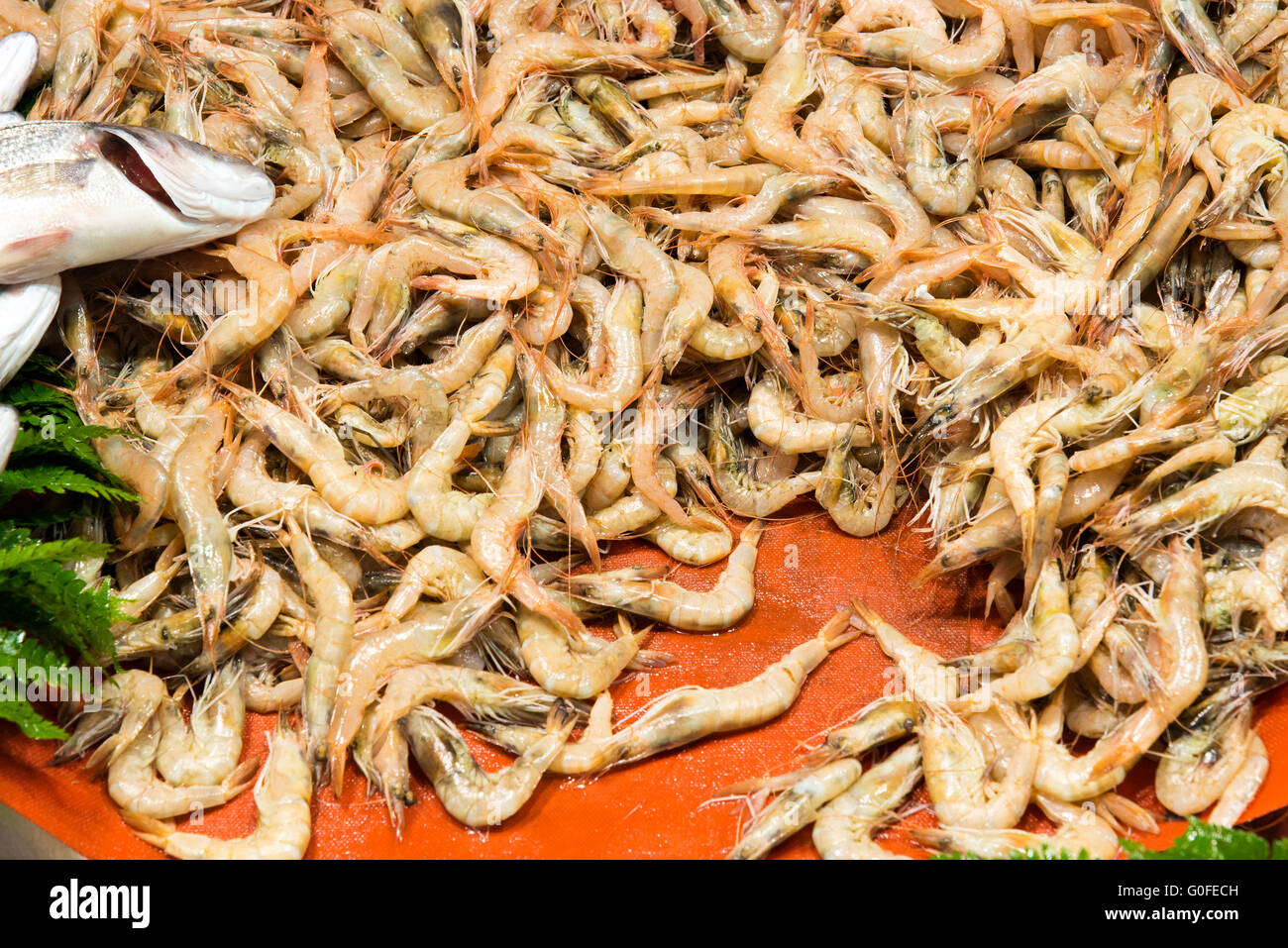 Camarones a la venta en un mercado de Estambul, Turquía Foto de stock