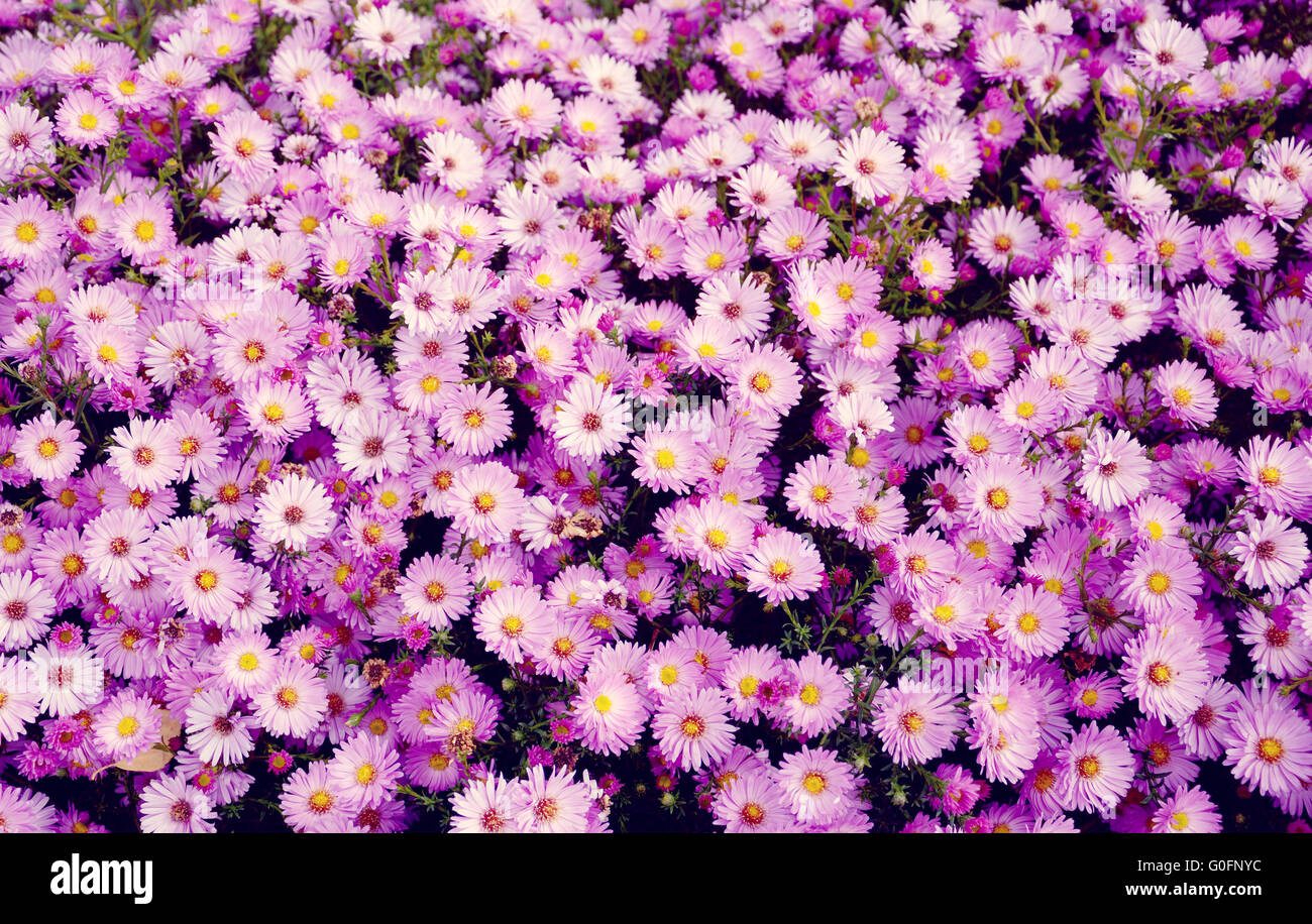 Pequeño jardín Astra flores. Foto de stock