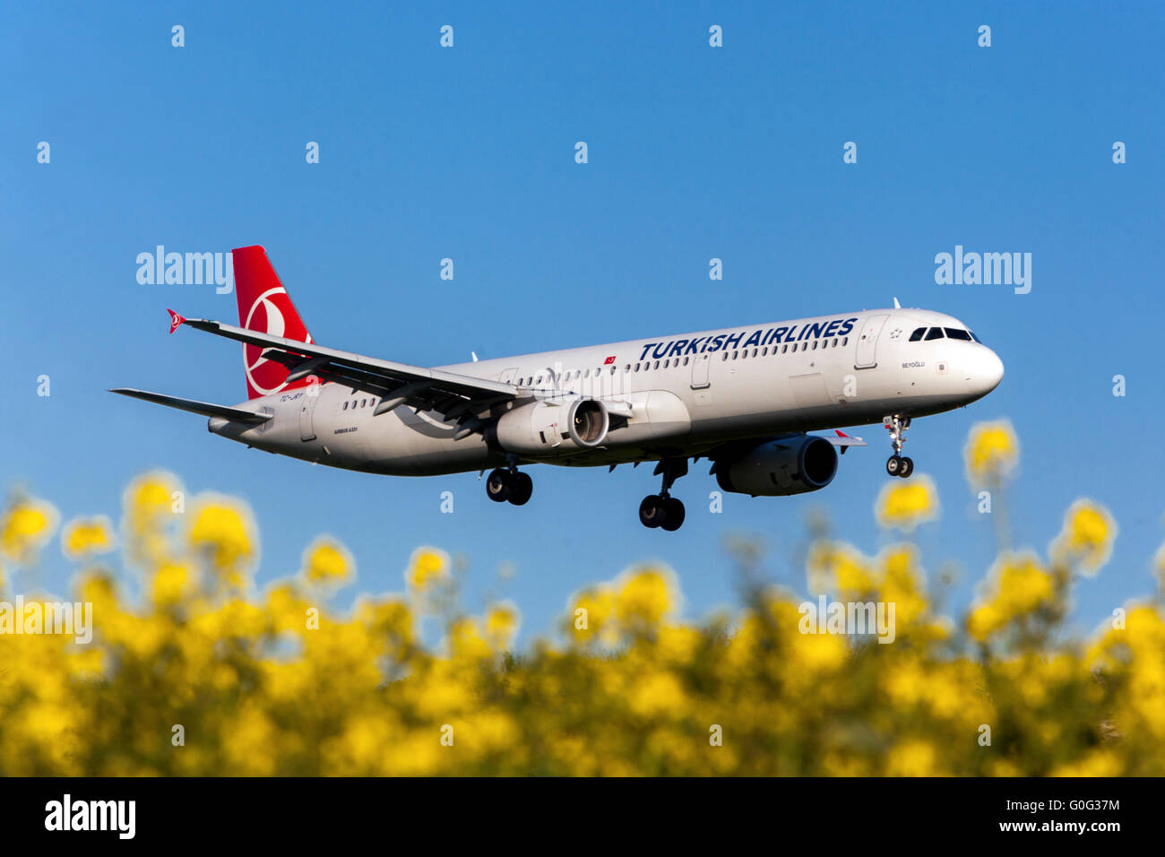 Avión Airbus A321 de las líneas aéreas turcas que se aproxima a un aterrizaje, campo de colza Praga, República Checa Foto de stock
