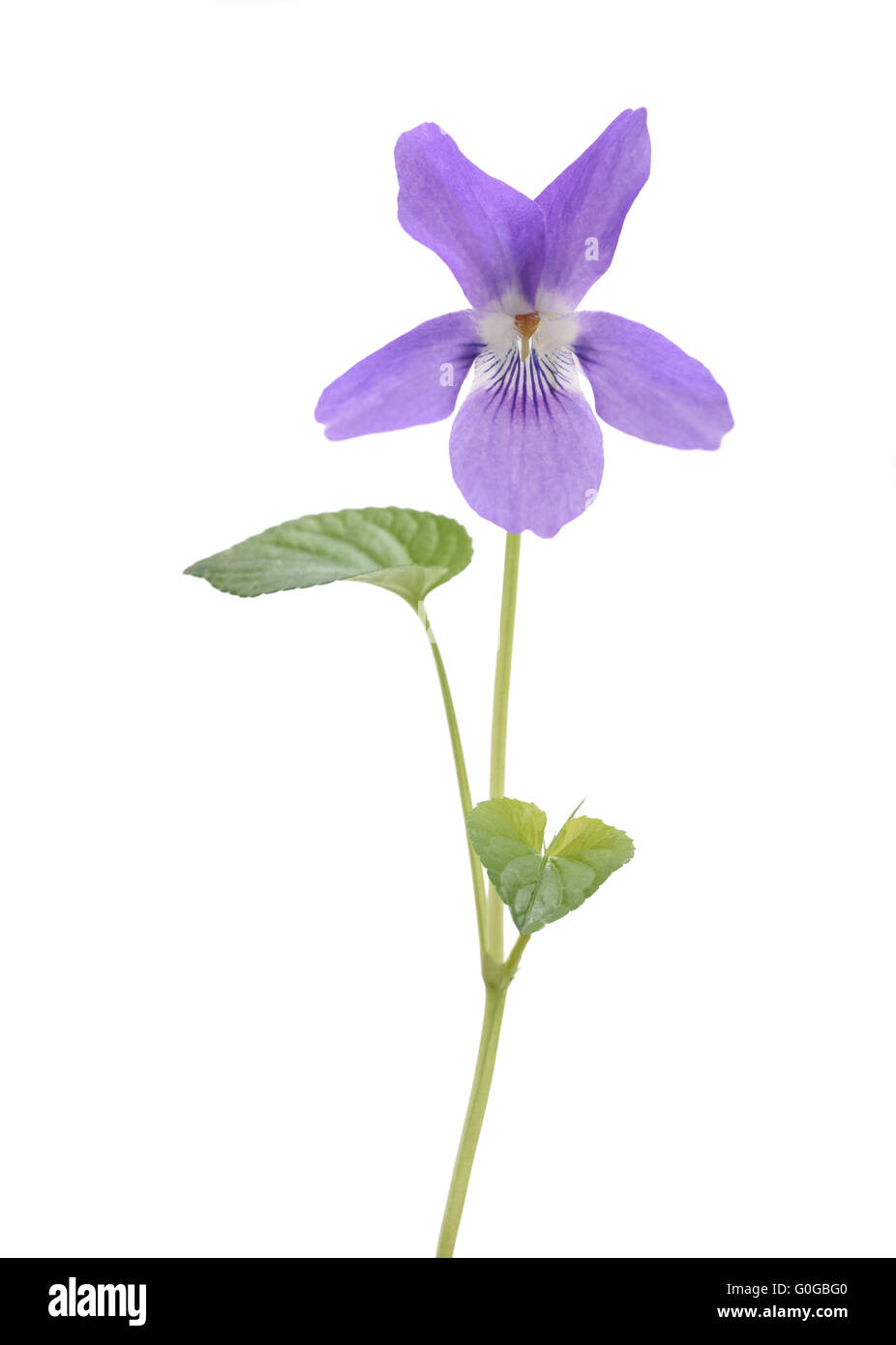 Violeta dulce, viola aislado sobre fondo blanco. Foto de stock