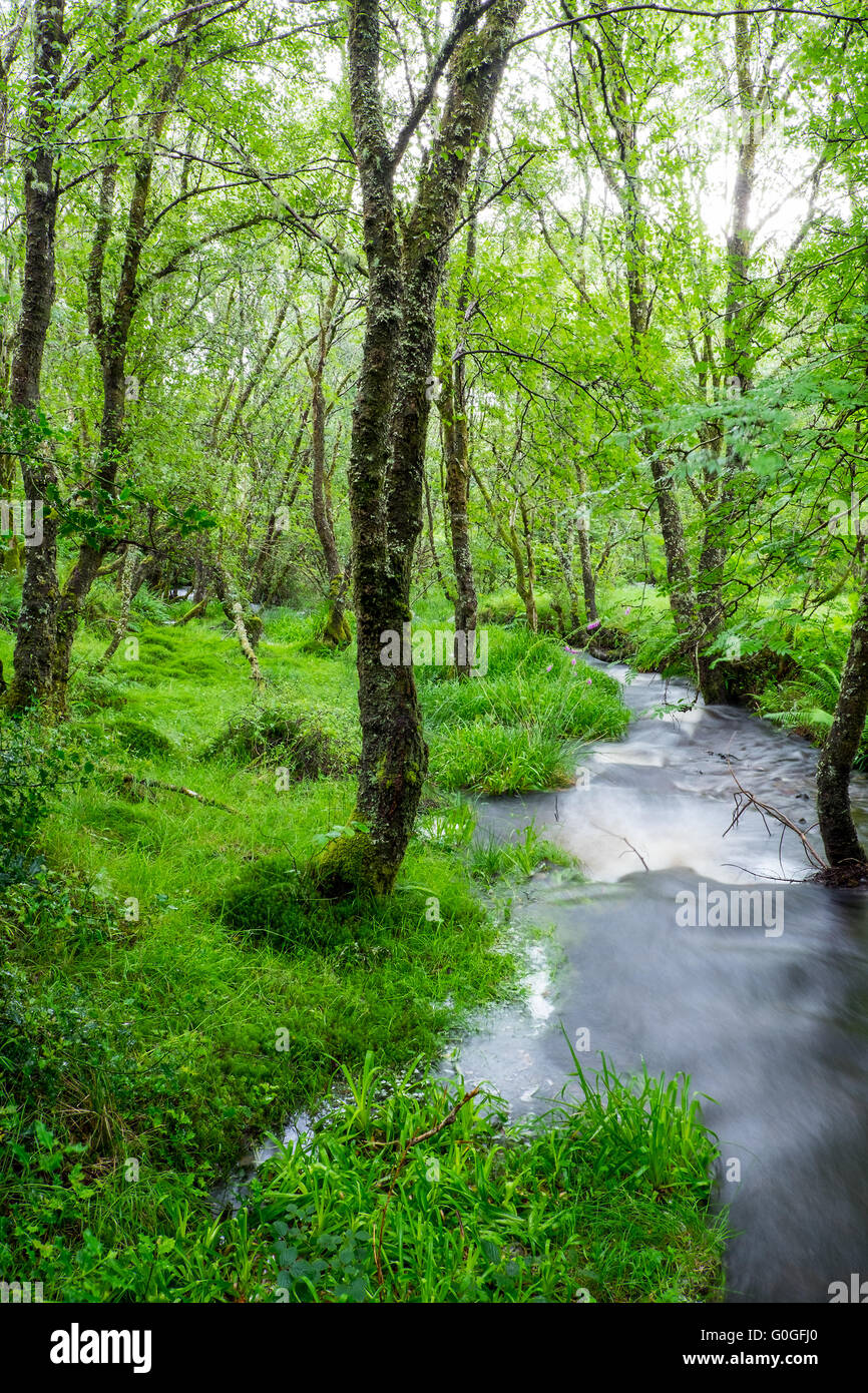 Pequeña cala en un bosque verde visto en las Tierras Altas de Escocia. Foto de stock