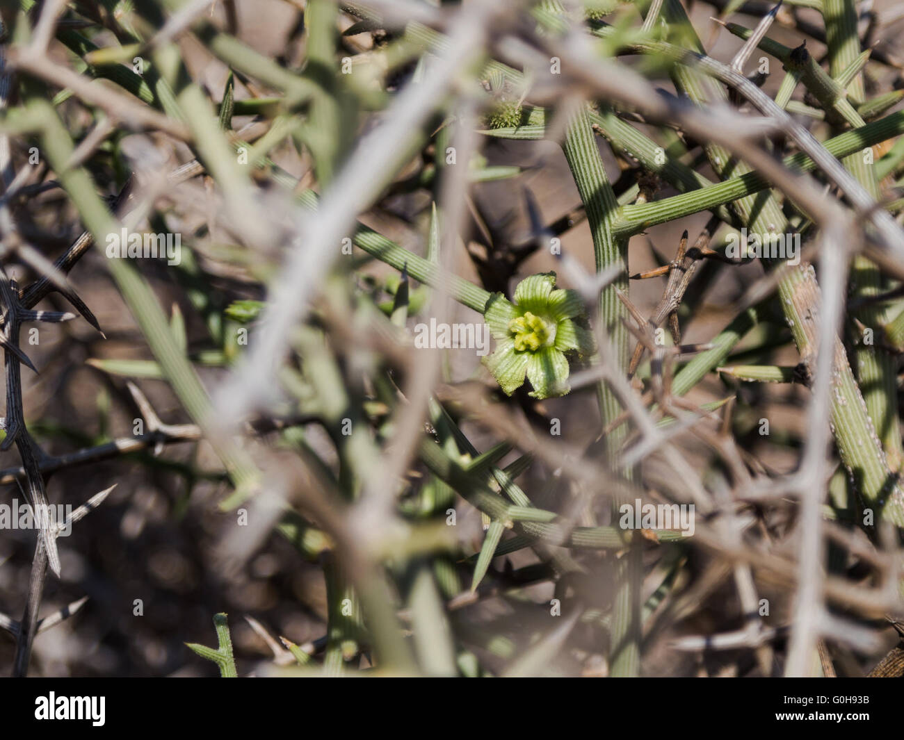 !Nara flor entre espinas en los páramos de Namibia. Foto de stock