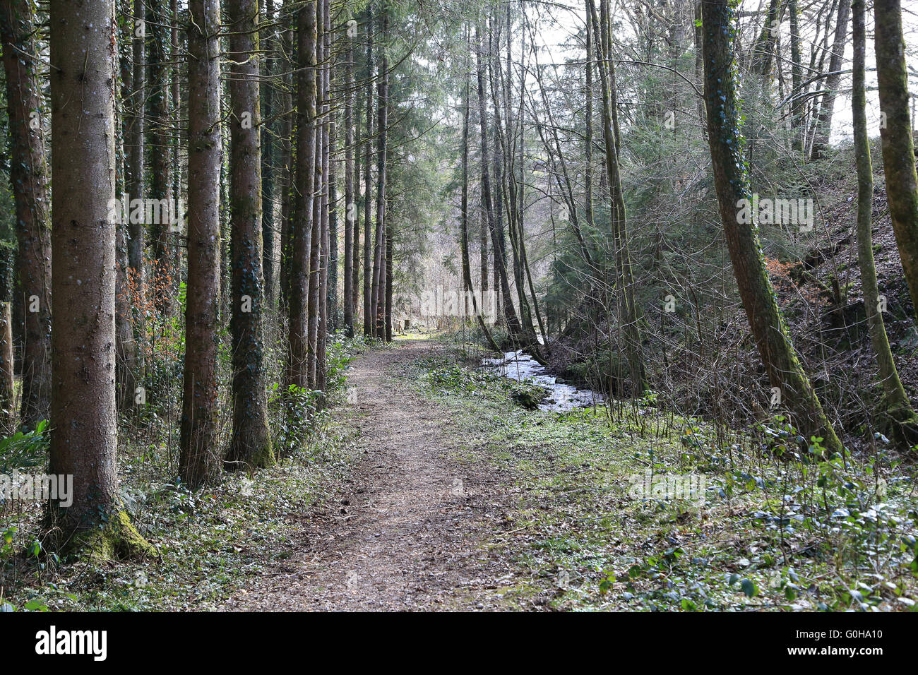 Riachuelo de bosque fotografías e imágenes de alta resolución Alamy