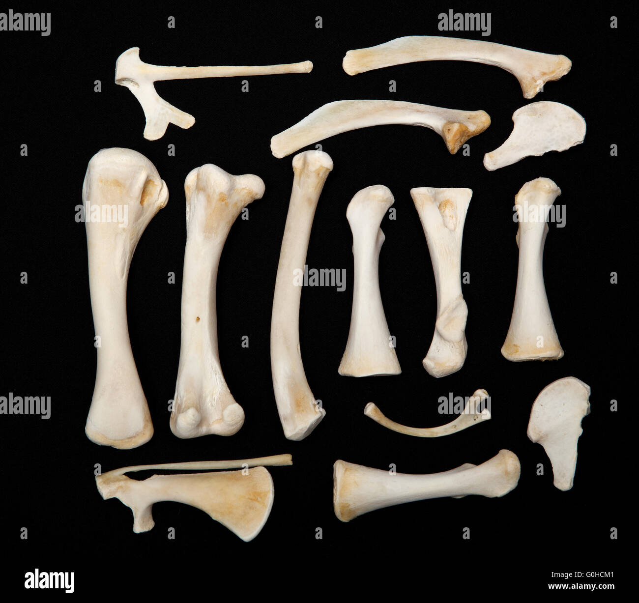 Femur animal fotografías e imágenes de alta resolución Alamy