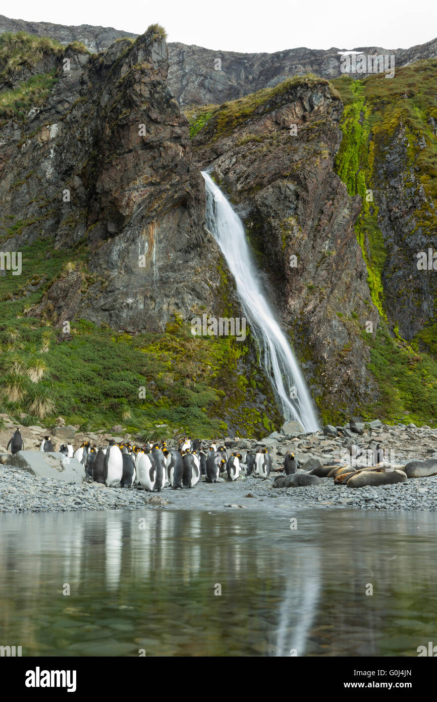 Pingüino Rey aptenodytes patagonicus, muda adultos en piscina de agua dulce con cascada, Hercules Bay, South Georgia en diciembre. Foto de stock