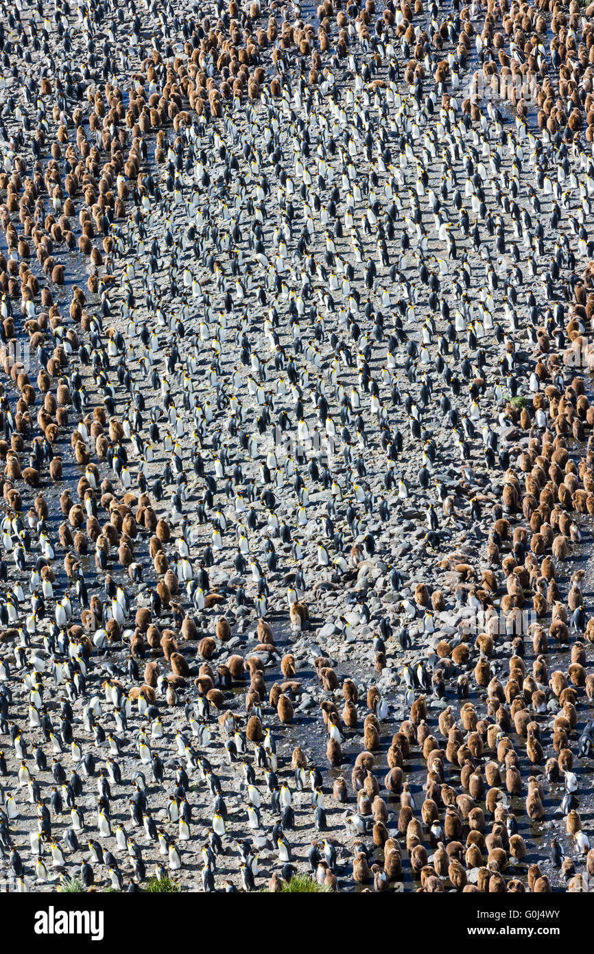 Pingüino Rey aptenodytes patagonicus, Colonia, con jóvenes y adultos, la llanura de Salisbury, Georgia del Sur en diciembre de 2013. Foto de stock