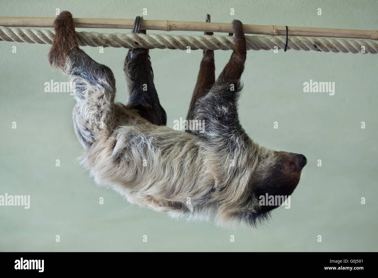 Linneo dos dedos cada sloth (Choloepus didactylus), también conocido como el sur de dos dedos cada perezoso en el Zoológico de Dresde, Sajonia, Alemania. Foto de stock