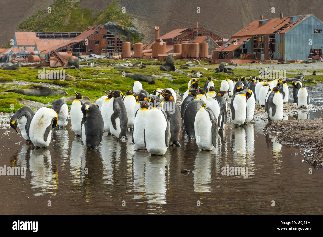 Pingüino Rey aptenodytes patagonicus, adultos, bañarse y acicalarse por estación ballenera Stromness, Georgia del Sur en diciembre de 2013. Foto de stock