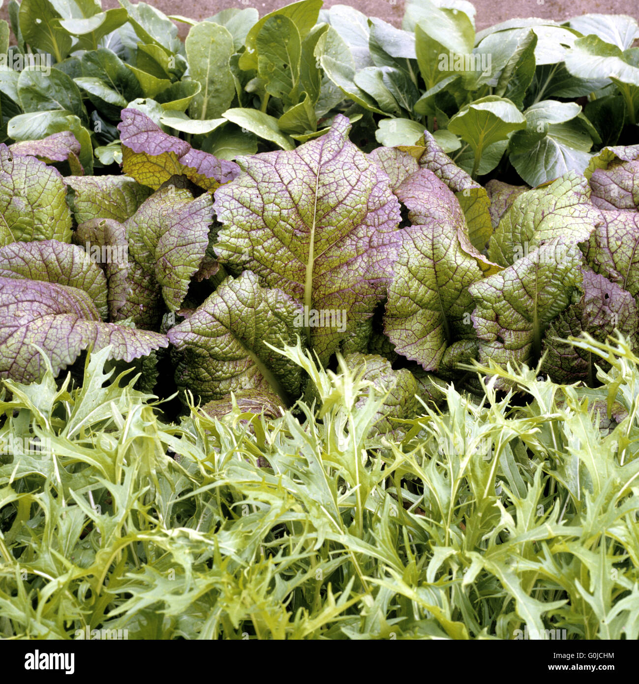 Asia-Salat; Niño; verde; gigante roja Mizuna temprano Foto de stock