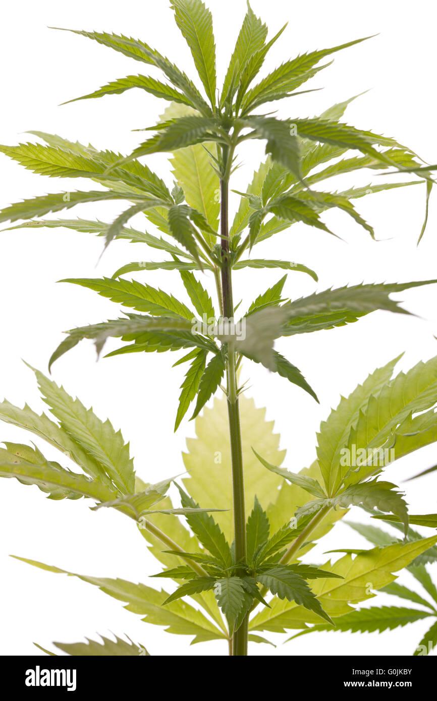 Las hojas de las plantas de marihuana fresca sobre fondo blanco. Foto de stock