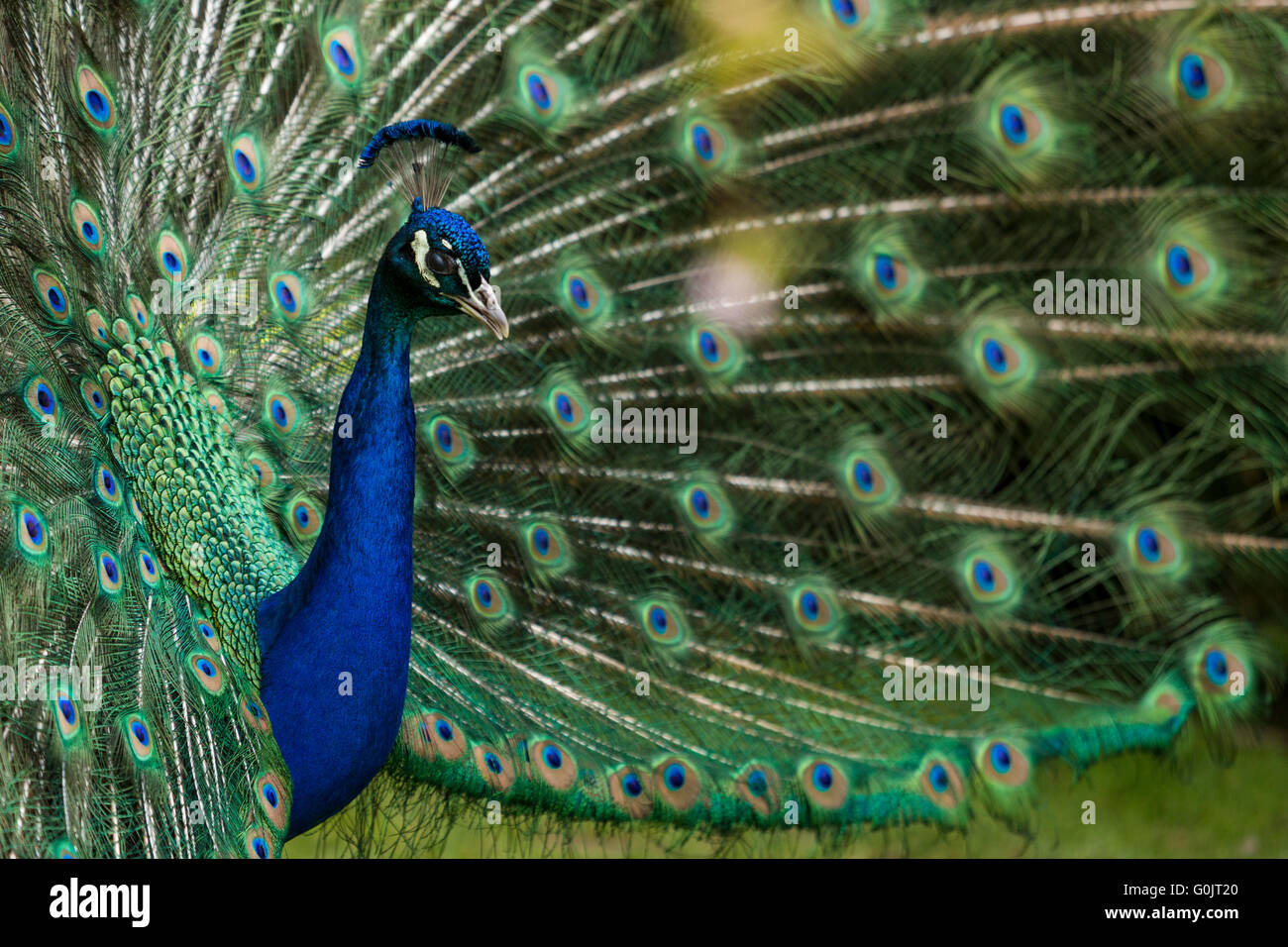 Close-up de un pavo real abriendo su cola. Crédito: Cecilia Colussi/Alamy Live News Foto de stock