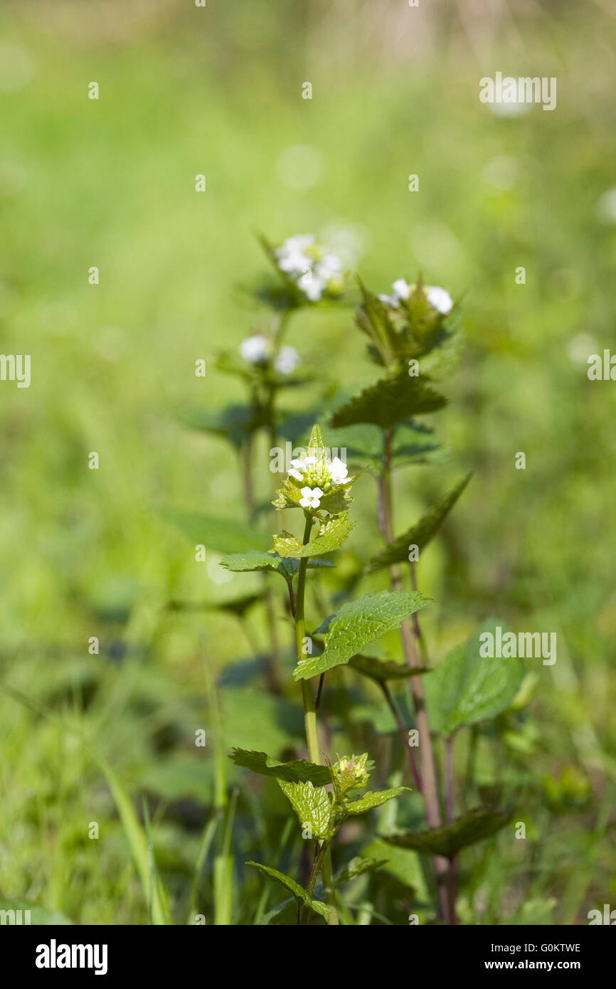 Alliaria petiolata. Mostaza ajo flores en primavera. Foto de stock