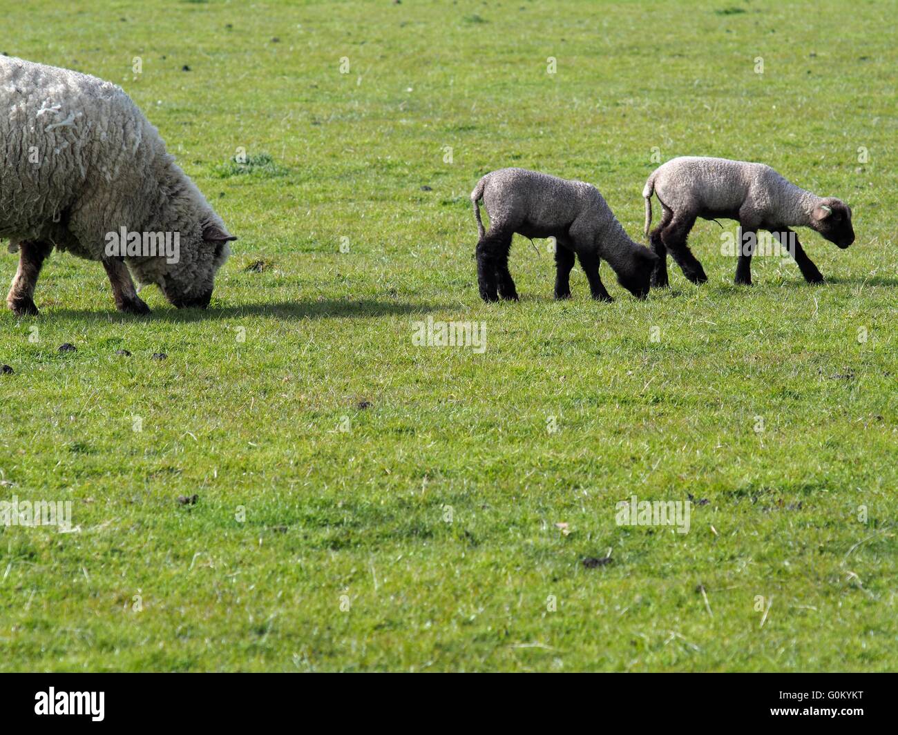 Oveja con su muelle de dos corderos bebé comiendo hierba en un campo Foto de stock
