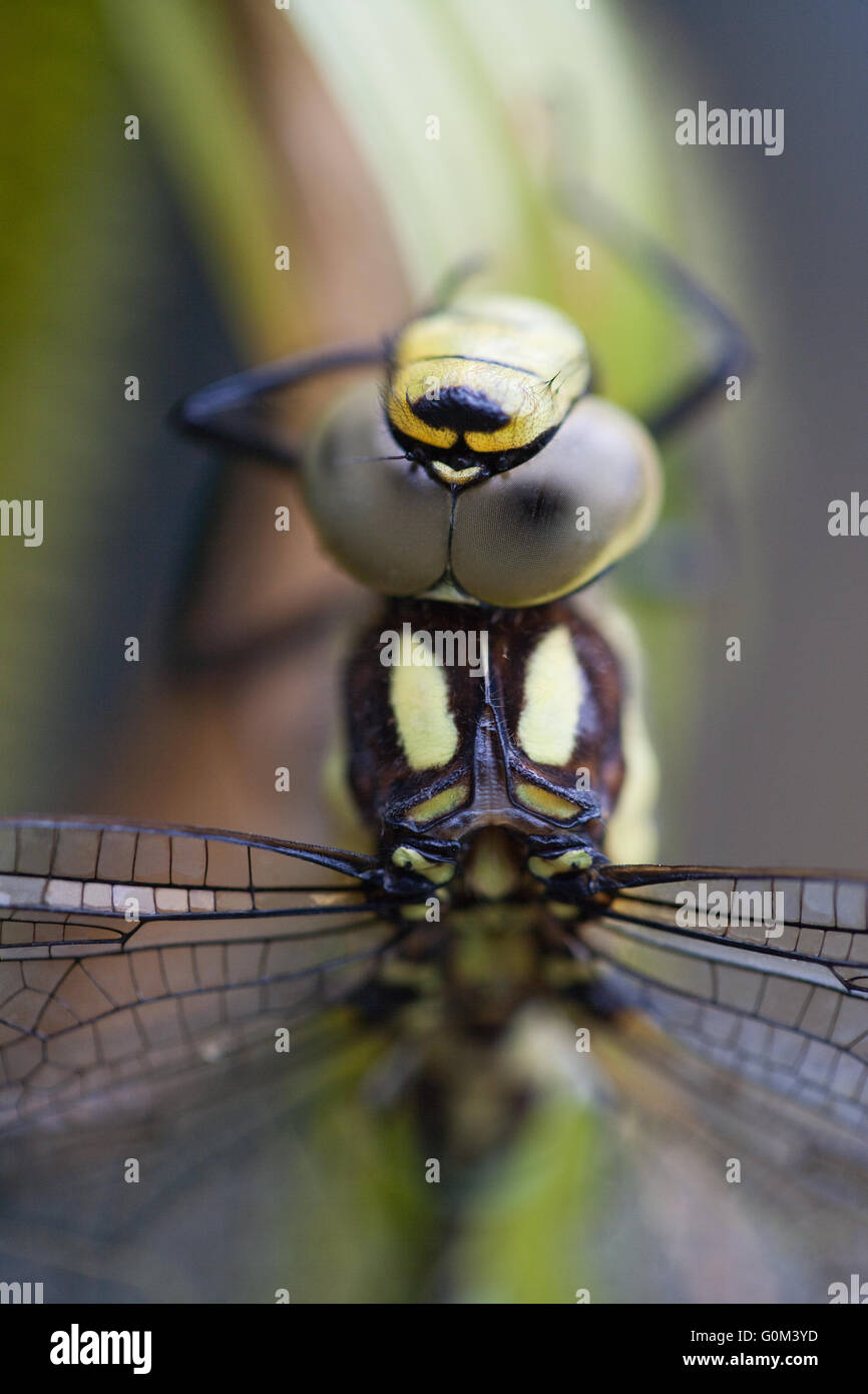 Southern Hawker Dragonfly (Aeshna cyanea). Cerrar de ojos compuestos incluyendo la cabeza, el tórax y la base de las alas. Foto de stock