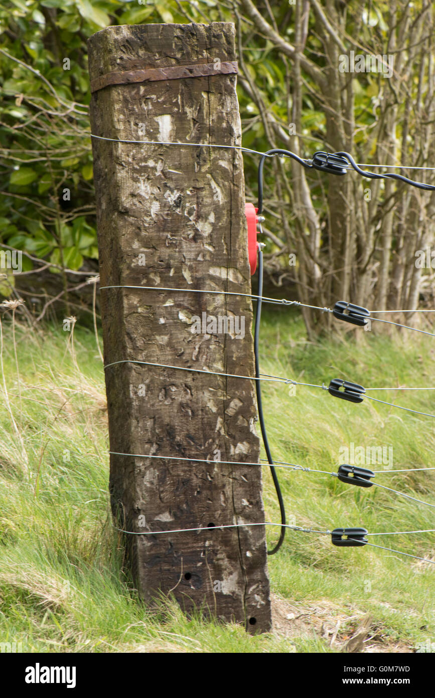 Sleep resistente poste con cables y aisladores para cercas eléctricas y a la pluma de ganado, Berkshire. Foto de stock