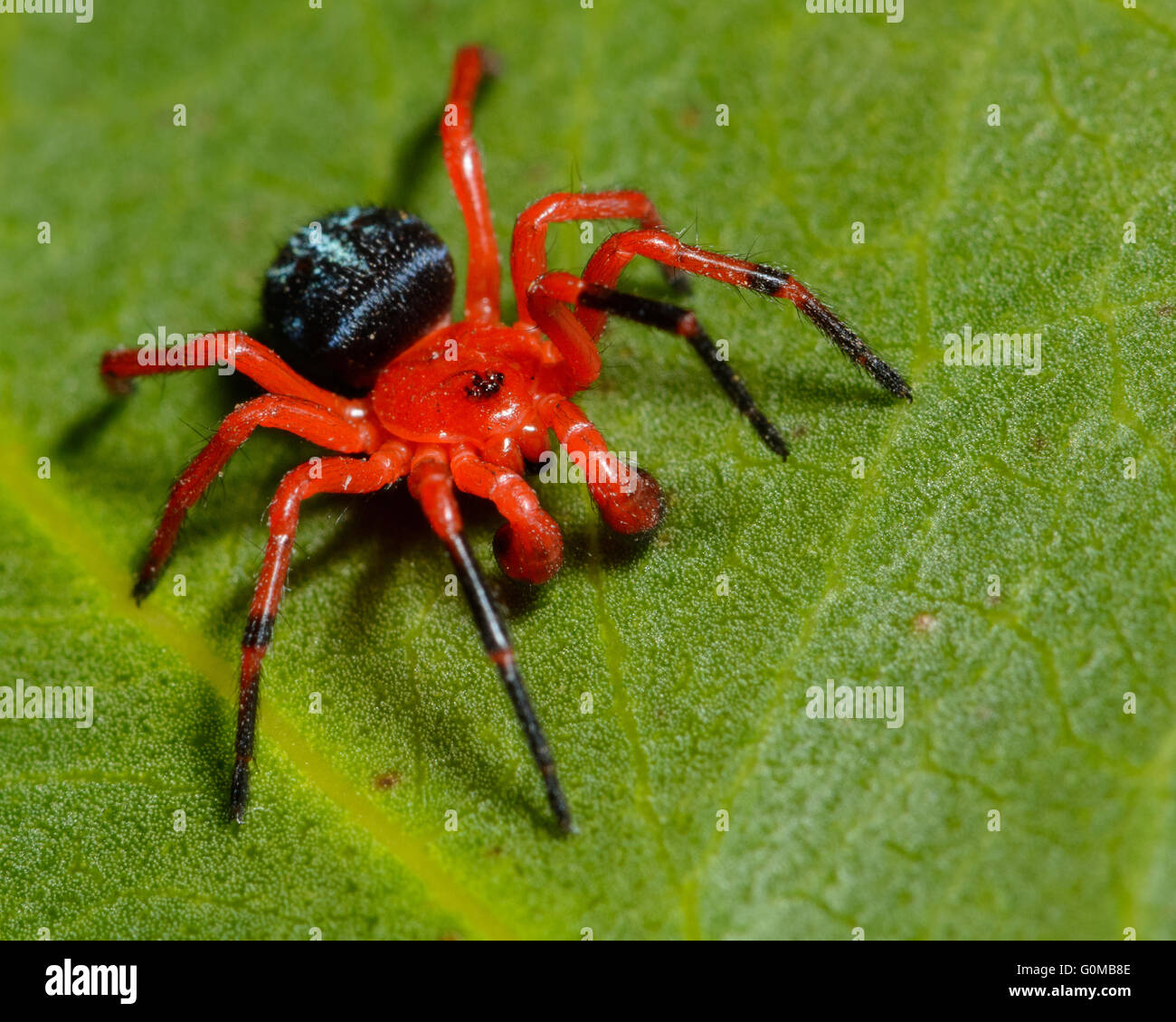 Araña roja y negra Fotografía de stock - Alamy