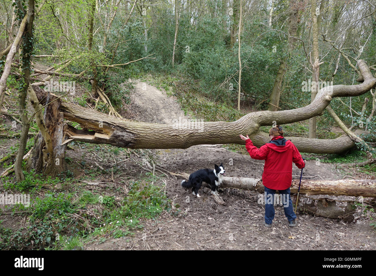 Caído enfermo Árbol de ceniza en Shropshire Inglaterra Woodland Foto de stock