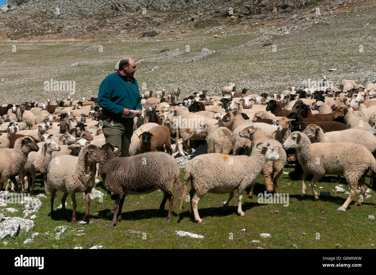 Las ovejas de la raza Lojeña, montañas de Loja, provincia de Granada, en la región de Andalucía, España, Europa Foto de stock