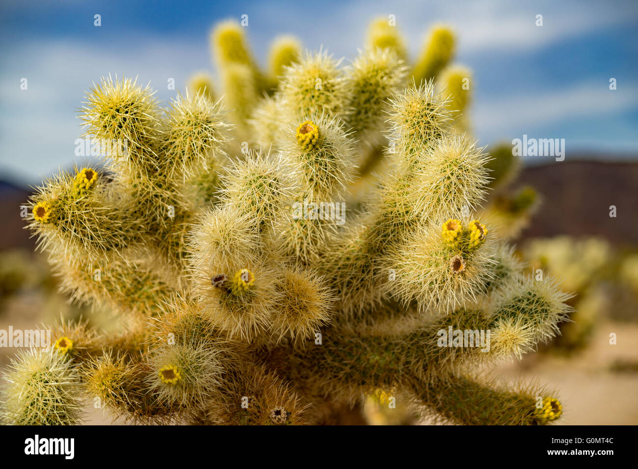 Cactus de Cholla Foto de stock