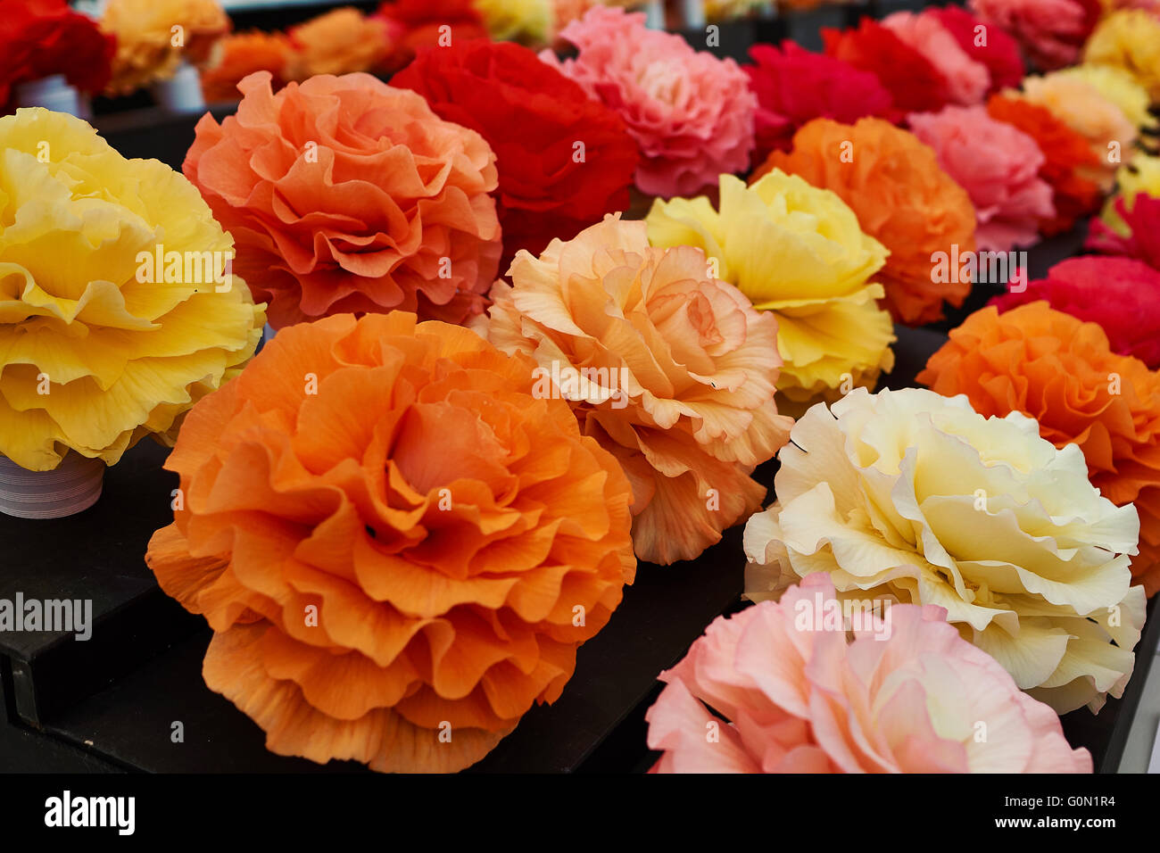Flores gigantes de varios colores de Begonia en exhibición en un show de flores Fotografía de stock - Alamy Flores gigantes de varios colores de Begonia en exhibición en un show de flores Fotografía de stock - Alamy