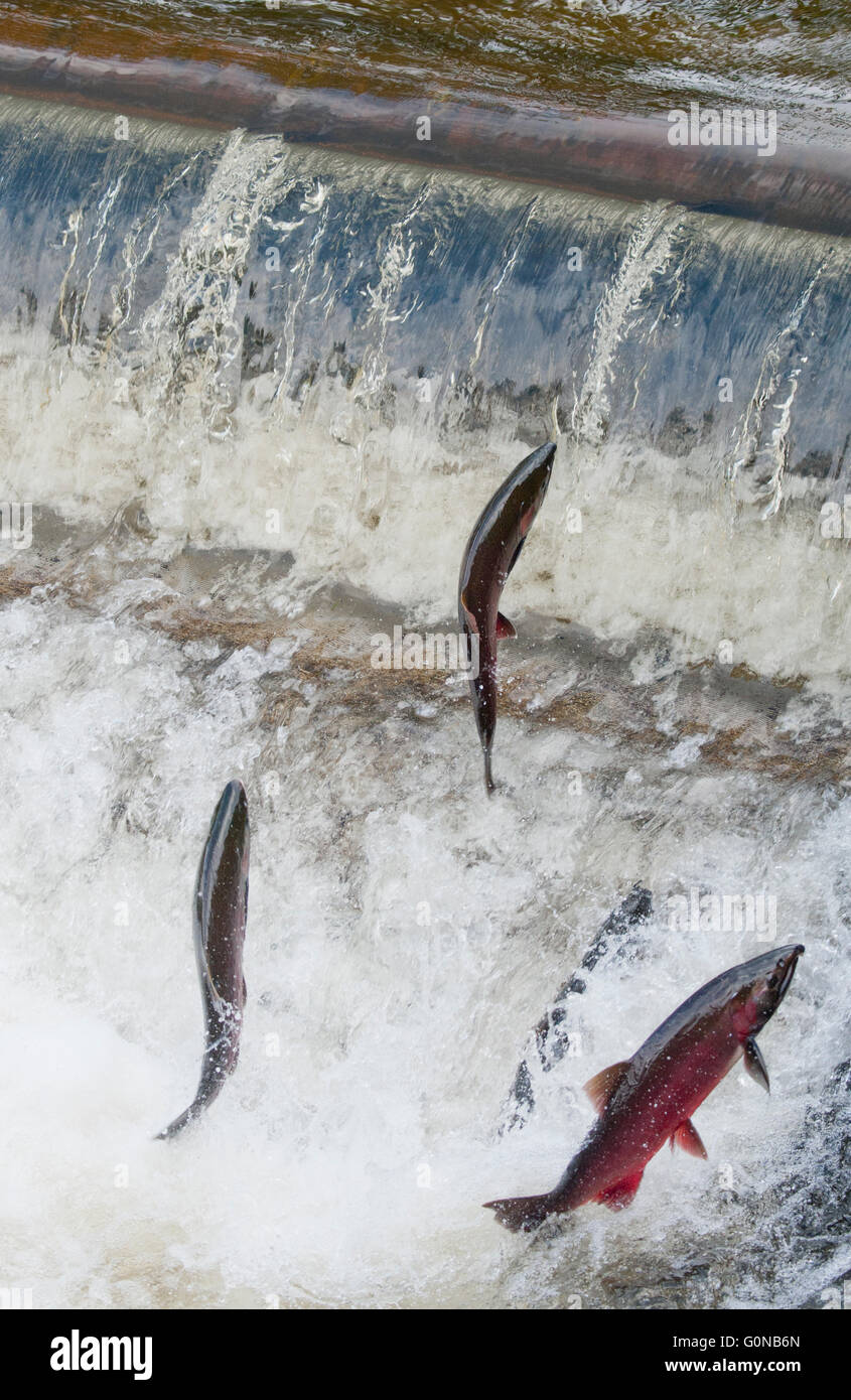 Salmón plateado o Coho (Oncorhynchus kisutch) saltando Dam Creek, Issaquah, Washington, D.C., Octubre Foto de stock