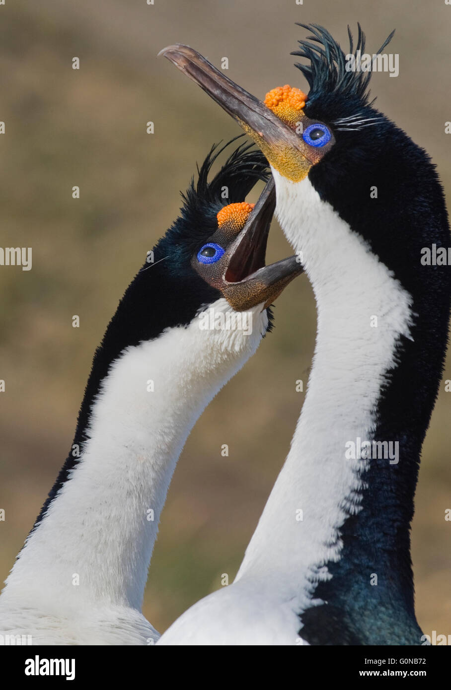 La Imperial shag o cormoranes (Phalacrocorax atriceps) par de cortejo, Islas Malvinas Foto de stock